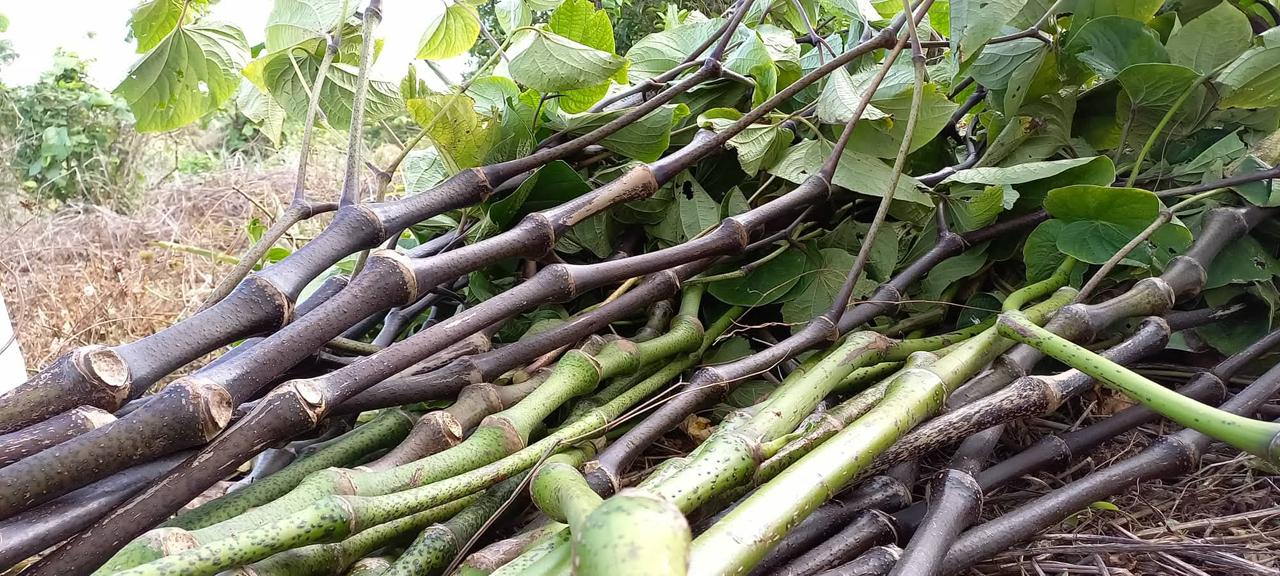 Kava plants growing in Tonga