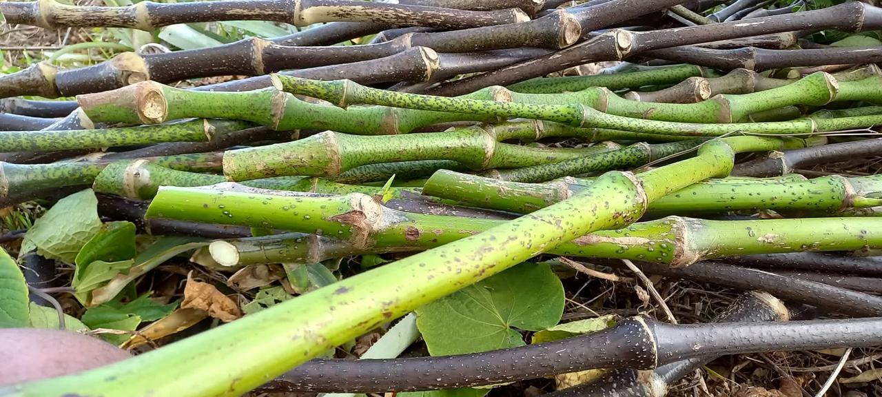 Kava Leka Hina — noble kava plant