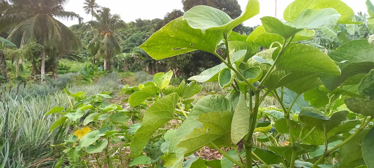 Kava Valu — noble kava leaves